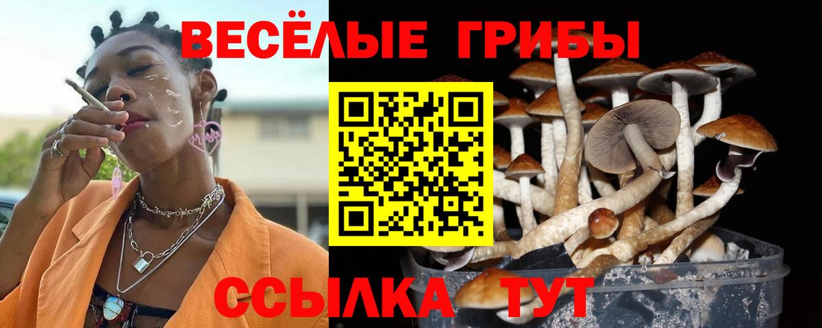 Петропавловск-Камчатский  Галлюциногенные грибы Cubensis  Вход с VPN 